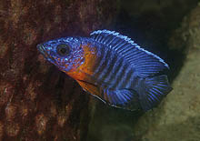 regal peacock cichlid